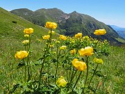 55 Trollius europaeus (Botton d'oro) con Cime Foppazzi e Grem